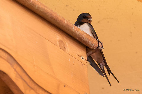 Barn swallow Barn swallow - Hirundo rustica Animalia,Aves,Barn swallow,Bird,Bulgaria,Chordata,Europe,Geotagged,Hirundinidae,Hirundo rustica,Kresna gorge,Passeriformes,Passerine,Spring,Struma river,Wildlife