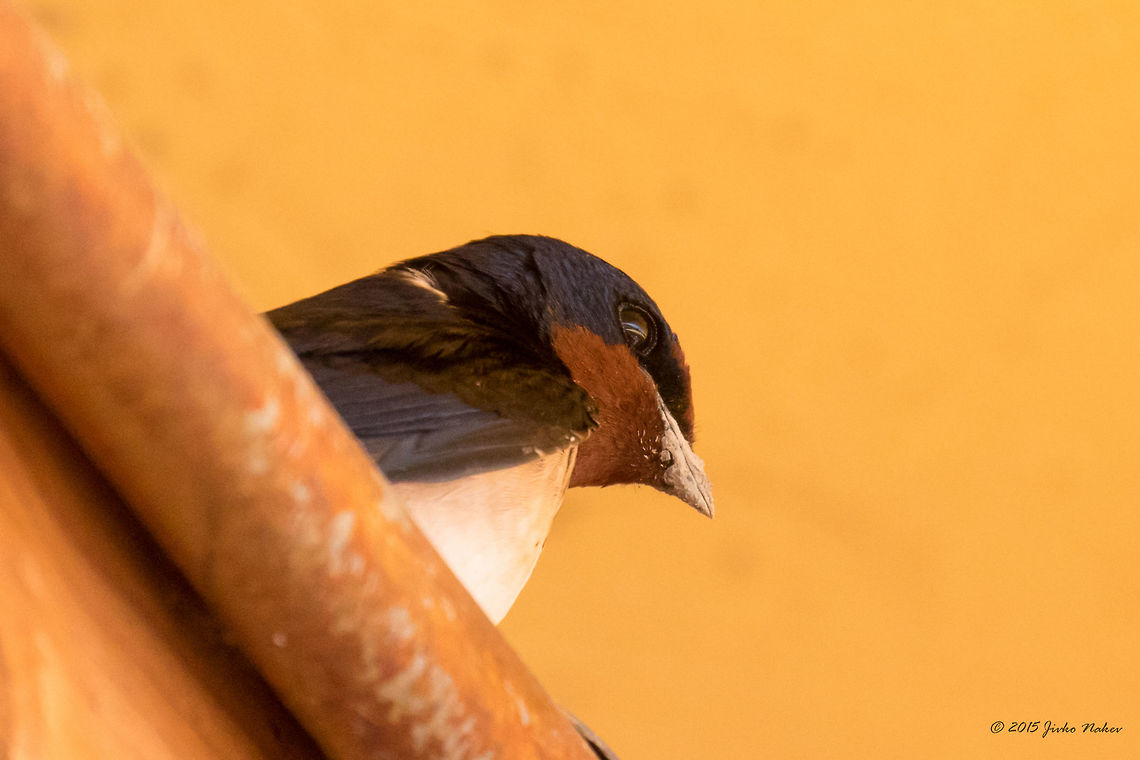 Barn swallow Barn swallow - Hirundo rustica Animalia,Aves,Barn swallow,Bird,Bulgaria,Chordata,Europe,Geotagged,Hirundinidae,Hirundo rustica,Kresna gorge,Passeriformes,Passerine,Spring,Struma river,Wildlife