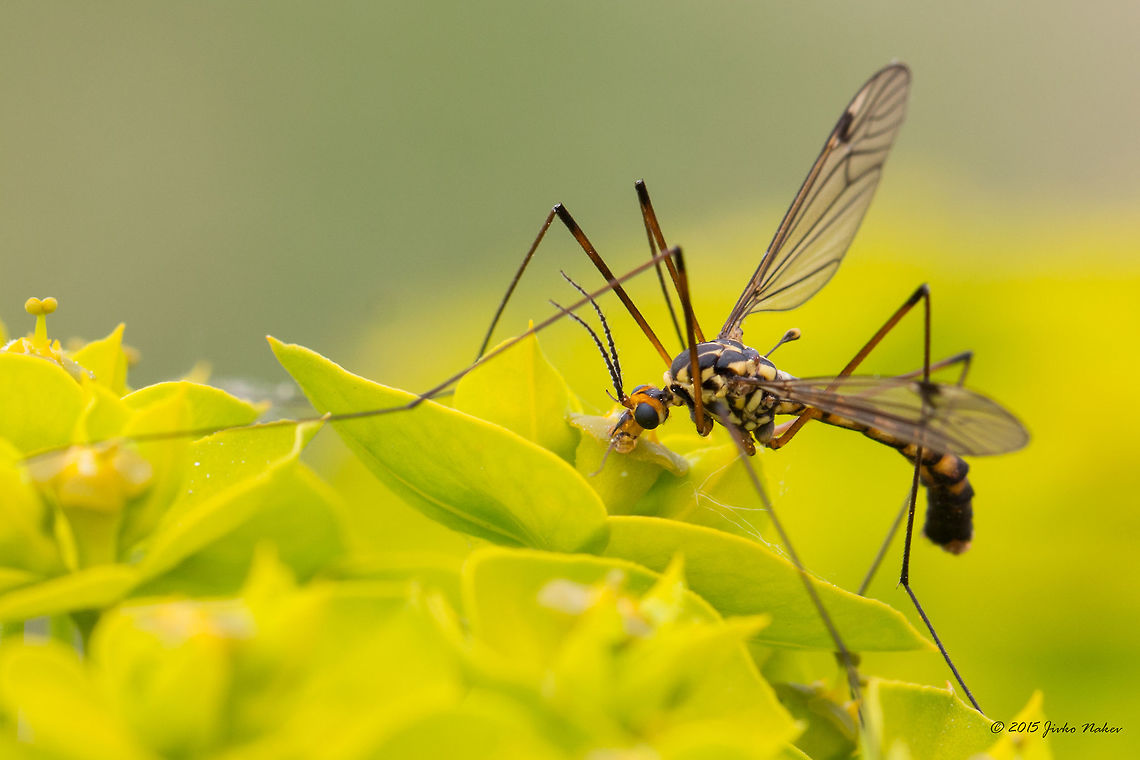 Crane fly Crane fly - Nephrotoma quadrifaria Animalia,Arthropoda,Central Macedonia,Chordata,Colubridae,Crane fly,Dice snake,Diptera,Europe,Geotagged,Greece,Insecta,Lake Kerkini National Park,Natrix tessellata,Nephrotoma quadrifaria,Reptilia,Spring,Squamata,Tipulidae,Wildlife