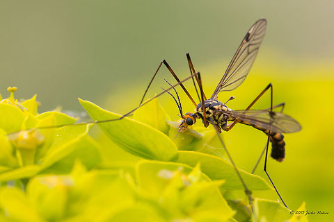 Crane fly Crane fly - Nephrotoma quadrifaria Animalia,Arthropoda,Central Macedonia,Chordata,Colubridae,Crane fly,Dice snake,Diptera,Europe,Geotagged,Greece,Insecta,Lake Kerkini National Park,Natrix tessellata,Nephrotoma quadrifaria,Reptilia,Spring,Squamata,Tipulidae,Wildlife