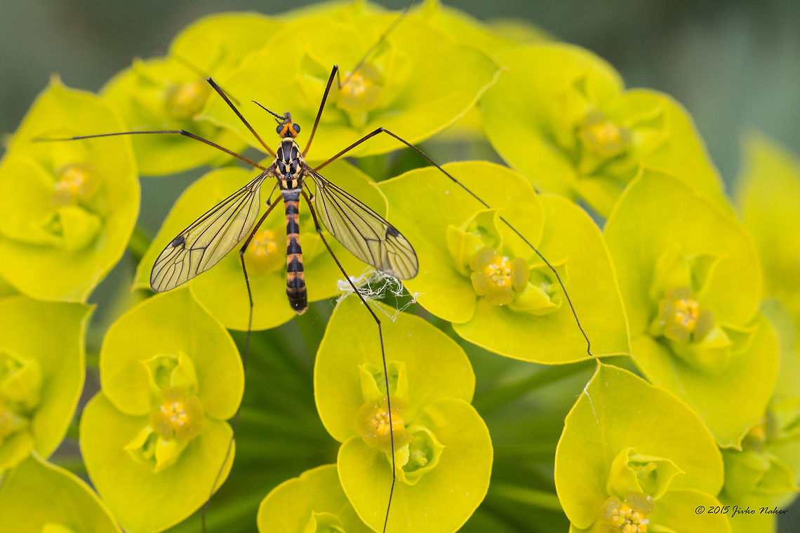 Crane fly Crane fly - Nephrotoma quadrifaria Animalia,Arthropoda,Central Macedonia,Chordata,Colubridae,Crane fly,Dice snake,Diptera,Europe,Geotagged,Greece,Insecta,Lake Kerkini National Park,Natrix tessellata,Nephrotoma quadrifaria,Reptilia,Spring,Squamata,Tipulidae,Wildlife