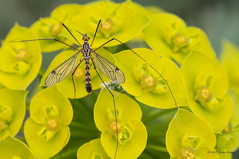 Crane fly Crane fly - Nephrotoma quadrifaria Animalia,Arthropoda,Central Macedonia,Chordata,Colubridae,Crane fly,Dice snake,Diptera,Europe,Geotagged,Greece,Insecta,Lake Kerkini National Park,Natrix tessellata,Nephrotoma quadrifaria,Reptilia,Spring,Squamata,Tipulidae,Wildlife