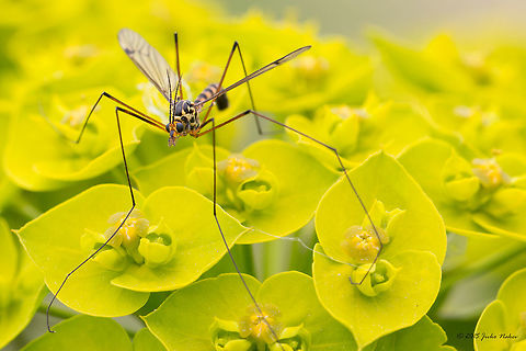 Crane fly Crane fly - Nephrotoma quadrifaria Animalia,Arthropoda,Central Macedonia,Chordata,Colubridae,Crane fly,Dice snake,Diptera,Europe,Geotagged,Greece,Insecta,Lake Kerkini National Park,Natrix tessellata,Nephrotoma quadrifaria,Reptilia,Spring,Squamata,Tipulidae,Wildlife