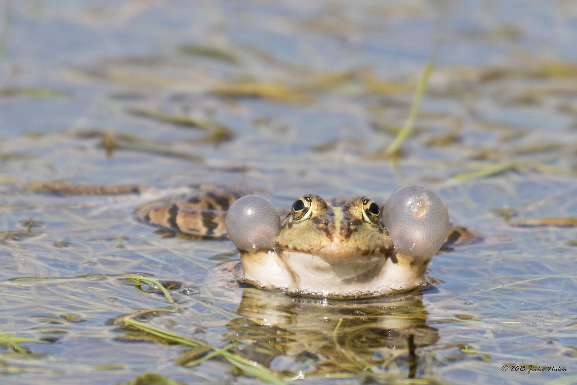 Balkan frog Greek Marsh Frog - Pelophylax kurtmuelleri Amphibia,Animalia,Anura,Balkan frog,Central Macedonia,Chordata,Europe,Geotagged,Greece,Greek Marsh Frog,Lake Kerkini National Park,Pelophylax kurtmuelleri,Ranidae,Spring,Wildlife