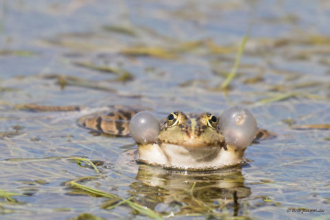Balkan frog Greek Marsh Frog - Pelophylax kurtmuelleri Amphibia,Animalia,Anura,Balkan frog,Central Macedonia,Chordata,Europe,Geotagged,Greece,Greek Marsh Frog,Lake Kerkini National Park,Pelophylax kurtmuelleri,Ranidae,Spring,Wildlife