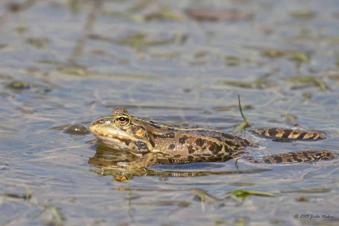 Balkan frog Greek Marsh Frog - Pelophylax kurtmuelleri Amphibia,Animalia,Anura,Balkan frog,Central Macedonia,Chordata,Europe,Geotagged,Greece,Greek Marsh Frog,Lake Kerkini National Park,Pelophylax kurtmuelleri,Ranidae,Spring,Wildlife