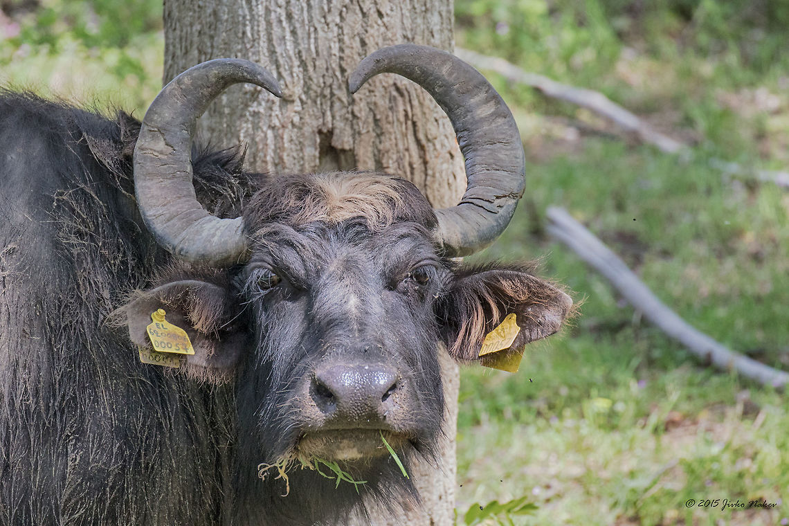 Water buffalo Water buffalo - Bubalus bubalis Animalia,Artiodactyla,Bovidae,Bubalus bubalis,Central Macedonia,Chordata,Domestic water buffalo,Europe,Geotagged,Greece,Lake Kerkini National Park,Mammalia,Murrah buffalo,Spring,Water buffalo,Wildlife