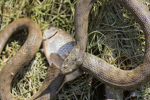 Dice snake capturing a fish Dice snake - Natrix tessellata Animalia,Central Macedonia,Chordata,Colubridae,Dice snake,Europe,Geotagged,Greece,Lake Kerkini National Park,Natrix tessellata,Reptilia,Spring,Squamata,Wildlife,dice snake