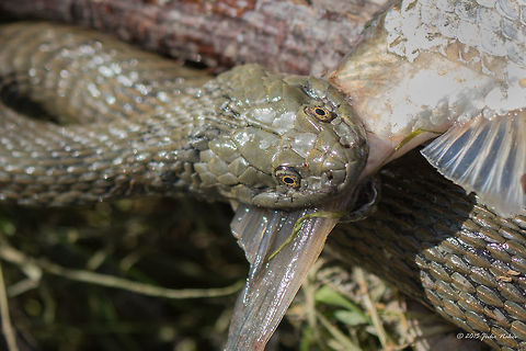 Dice snake capturing a fish Dice snake - Natrix tessellata Animalia,Central Macedonia,Chordata,Colubridae,Dice snake,Europe,Geotagged,Greece,Lake Kerkini National Park,Natrix tessellata,Reptilia,Spring,Squamata,Wildlife,dice snake