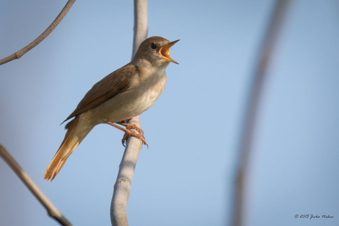 Common nightingale Common nightingale - Luscinia megarhynchos Animalia,Aves,Bird,Central Macedonia,Chordata,Common Nightingale,Common nightingale,Europe,Geotagged,Greece,Lake Kerkini National Park,Luscinia megarhynchos,Muscicapidae,Passeriformes,Passerine,Spring,Wildlife