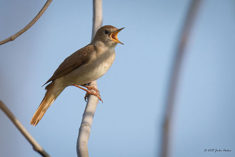 Common nightingale Common nightingale - Luscinia megarhynchos Animalia,Aves,Bird,Central Macedonia,Chordata,Common Nightingale,Common nightingale,Europe,Geotagged,Greece,Lake Kerkini National Park,Luscinia megarhynchos,Muscicapidae,Passeriformes,Passerine,Spring,Wildlife