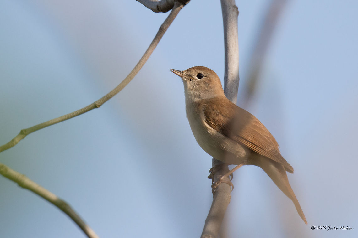 Common nightingale Common nightingale - Luscinia megarhynchos Animalia,Aves,Bird,Central Macedonia,Chordata,Common Nightingale,Common nightingale,Europe,Geotagged,Greece,Lake Kerkini National Park,Luscinia megarhynchos,Muscicapidae,Passeriformes,Passerine,Spring,Wildlife