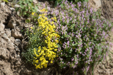 Rock madwort Golden-tuft Alyssum - Aurinia saxatilis Alyssum saxatile,Aurinia saxatilis,Basket of Gold,Basket of gold,Brassicaceae,Brassicales,Bulgaria,Eudicot,Europe,Flowering Plant,Geotagged,Golden alison,Kresna gorge,Magnoliophyta,Plantae,Spring,Struma river,Wildlife