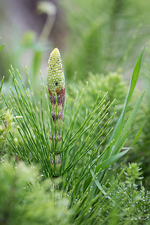 Great horsetail Great horsetail - Equisetum telmateia subsp. telmateia Central Macedonia,Equisetaceae,Equisetales,Equisetopsida,Equisetum telmateia,Europe,Geotagged,Great horsetail,Greece,Lake Kerkini National Park,Plantae,Pteridophyta,Spring,Tracheophyta,Wildlife