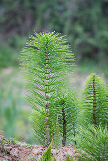 Great horsetail Great horsetail - Equisetum telmateia subsp. telmateia Central Macedonia,Equisetaceae,Equisetales,Equisetopsida,Equisetum telmateia,Europe,Geotagged,Great horsetail,Greece,Lake Kerkini National Park,Plantae,Pteridophyta,Spring,Tracheophyta,Wildlife