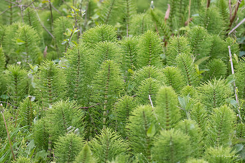 Great horsetail Great horsetail - Equisetum telmateia subsp. telmateia Central Macedonia,Equisetaceae,Equisetales,Equisetopsida,Equisetum telmateia,Europe,Geotagged,Great horsetail,Greece,Lake Kerkini National Park,Plantae,Pteridophyta,Spring,Tracheophyta,Wildlife
