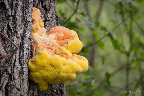 Chicken-of-the-woods Wood fungi - Laetiporus sulphureus Agaricomycetes,Basidiomycota,Central Macedonia,Chicken-of-the-woods,Crab-of-the-woods,Europe,Fungi,Geotagged,Greece,Laetiporus sulphureus,Lake Kerkini National Park,Polyporaceae,Polyporales,Spring,Wildlife