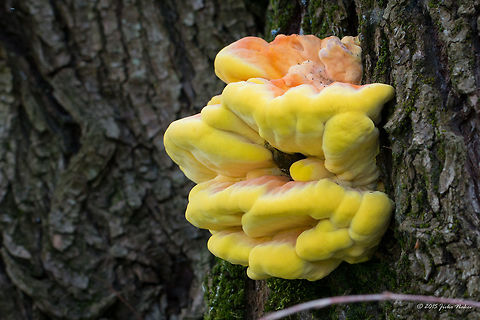 Chicken-of-the-woods Wood fungi - Laetiporus sulphureus Agaricomycetes,Basidiomycota,Central Macedonia,Chicken-of-the-woods,Crab-of-the-woods,Europe,Fungi,Geotagged,Greece,Laetiporus sulphureus,Lake Kerkini National Park,Polyporaceae,Polyporales,Spring,Wildlife