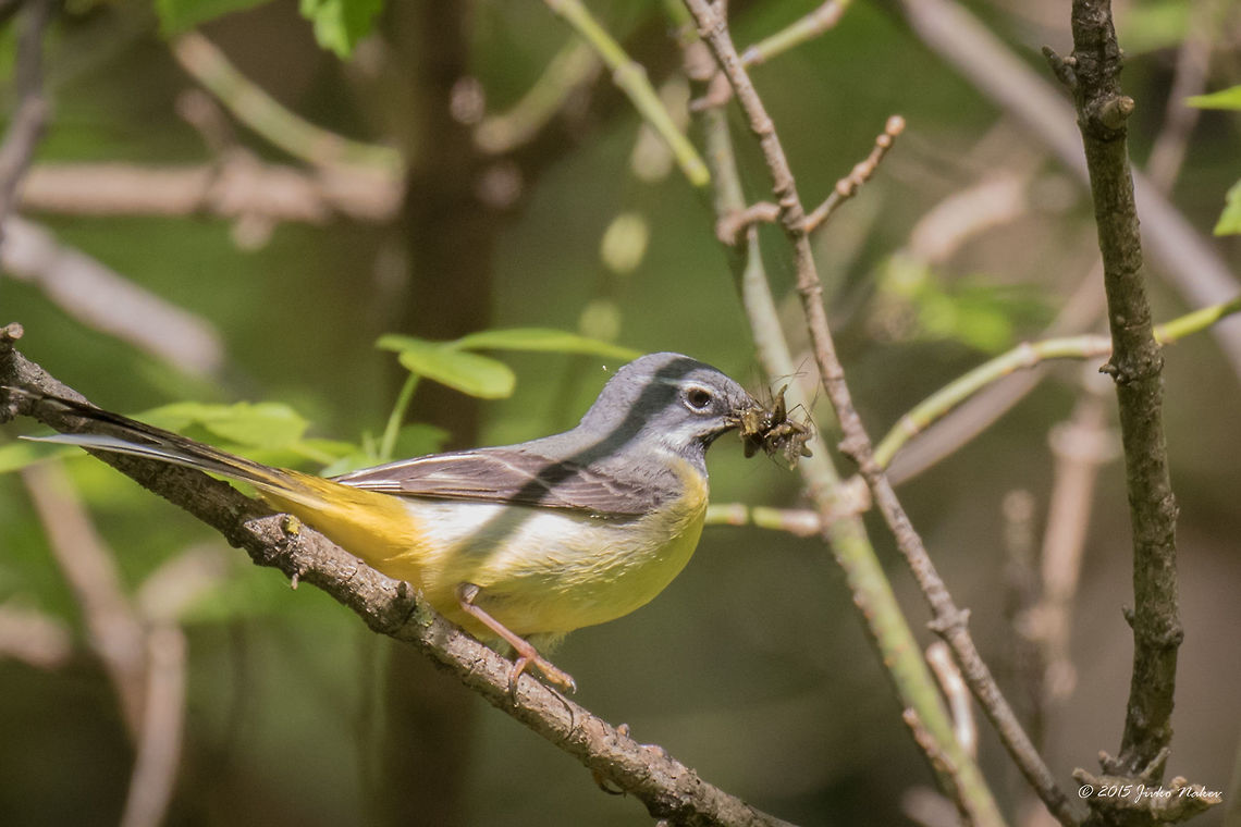 Grey Wagtail Grey Wagtail - Motacilla cinerea Animalia,Aves,Bird,Bulgaria,Chordata,Europe,Geotagged,Grey wagtail,Krushuna falls,Lovetch,Motacilla cinerea,Motacillidae,Passeriformes,Passerine,Spring,Wildlife
