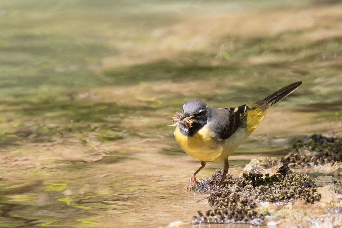 Grey Wagtail Grey Wagtail - Motacilla cinerea Animalia,Aves,Bird,Bulgaria,Chordata,Europe,Geotagged,Grey wagtail,Krushuna falls,Lovetch,Motacilla cinerea,Motacillidae,Passeriformes,Passerine,Spring,Wildlife