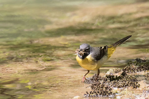 Grey Wagtail Grey Wagtail - Motacilla cinerea Animalia,Aves,Bird,Bulgaria,Chordata,Europe,Geotagged,Grey wagtail,Krushuna falls,Lovetch,Motacilla cinerea,Motacillidae,Passeriformes,Passerine,Spring,Wildlife