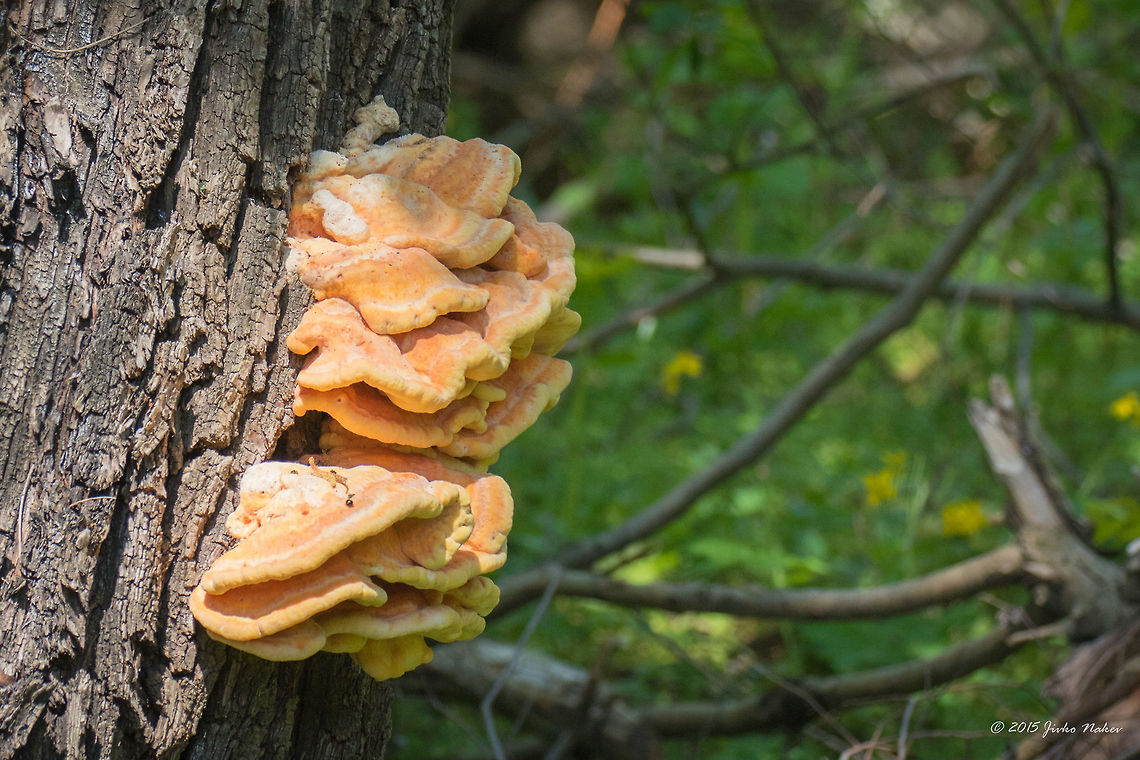 Chicken-of-the-woods Wood fungi - Laetiporus sulphureus Agaricomycetes,Basidiomycota,Bulgaria,Chicken-of-the-woods,Crab-of-the-woods,Europe,Fungi,Geotagged,Krushuna falls,Laetiporus sulphureus,Lovetch,Polyporaceae,Polyporales,Spring,Wildlife