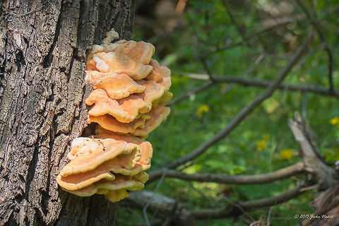 Chicken-of-the-woods Wood fungi - Laetiporus sulphureus Agaricomycetes,Basidiomycota,Bulgaria,Chicken-of-the-woods,Crab-of-the-woods,Europe,Fungi,Geotagged,Krushuna falls,Laetiporus sulphureus,Lovetch,Polyporaceae,Polyporales,Spring,Wildlife