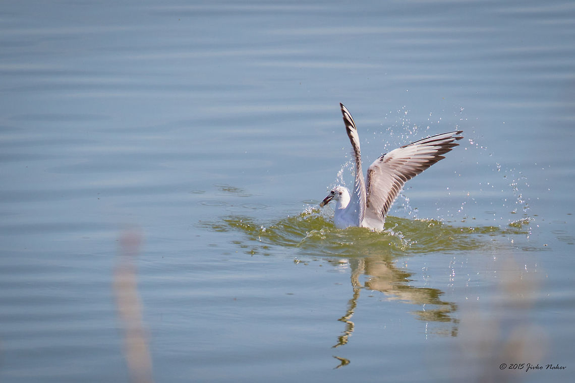 Black-headed gull Black-headed gull - Chroicocephalus ridibundus Animalia,Aves,Bird,Black-headed Gull,Central Macedonia,Charadriiformes,Chordata,Chroicocephalus ridibundus,Europe,Geotagged,Greece,Lake Kerkini National Park,Laridae,Spring,Wildlife