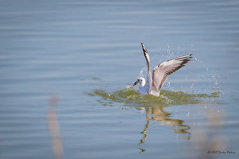 Black-headed gull Black-headed gull - Chroicocephalus ridibundus Animalia,Aves,Bird,Black-headed Gull,Central Macedonia,Charadriiformes,Chordata,Chroicocephalus ridibundus,Europe,Geotagged,Greece,Lake Kerkini National Park,Laridae,Spring,Wildlife
