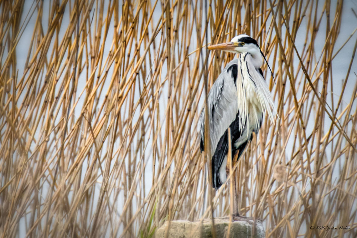 Grey Heron Grey Heron - Ardea cinerea Animalia,Ardea cinerea,Ardeidae,Aves,Bird,Central Macedonia,Chordata,Europe,Geotagged,Greece,Grey Heron,Grey heron,Lake Kerkini National Park,Pelecaniformes,Spring,Wildlife