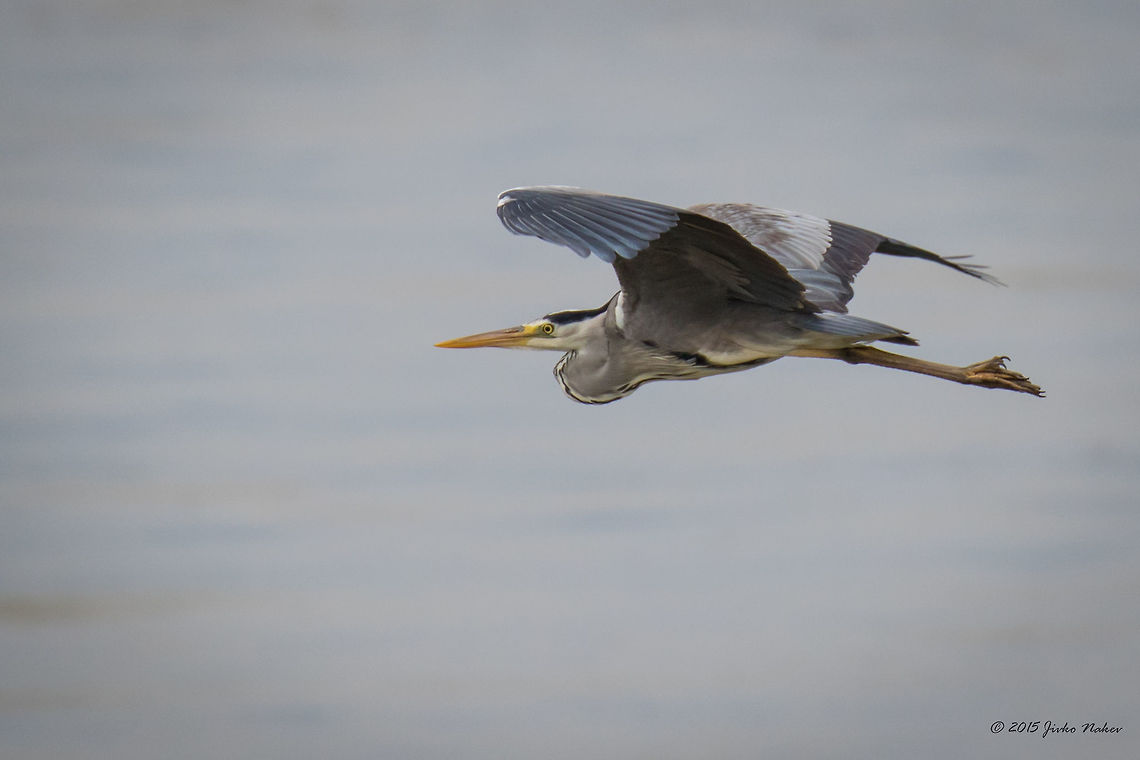 Grey Heron Grey Heron - Ardea cinerea Animalia,Ardea cinerea,Ardeidae,Aves,Bird,Central Macedonia,Chordata,Europe,Geotagged,Greece,Grey Heron,Grey heron,Lake Kerkini National Park,Pelecaniformes,Spring,Wildlife