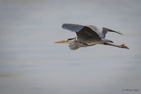 Grey Heron Grey Heron - Ardea cinerea Animalia,Ardea cinerea,Ardeidae,Aves,Bird,Central Macedonia,Chordata,Europe,Geotagged,Greece,Grey Heron,Grey heron,Lake Kerkini National Park,Pelecaniformes,Spring,Wildlife