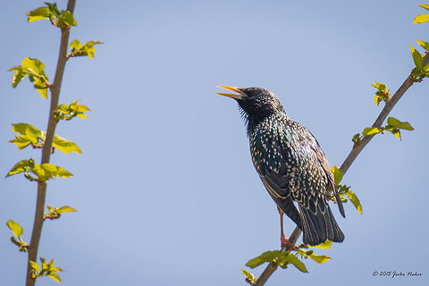 European Starling Common starling - Sturnus vulgaris Animalia,Aves,Bird,Central Macedonia,Chordata,Common Starling,Common starling,Europe,Geotagged,Greece,Lake Kerkini National Park,Passeriformes,Passerine,Spring,Sturnidae,Sturnus vulgaris,Wildlife