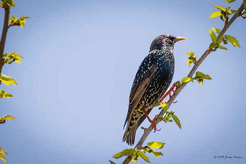 European Starling Common starling - Sturnus vulgaris Animalia,Aves,Bird,Central Macedonia,Chordata,Common Starling,Common starling,Europe,Geotagged,Greece,Lake Kerkini National Park,Passeriformes,Passerine,Spring,Sturnidae,Sturnus vulgaris,Wildlife