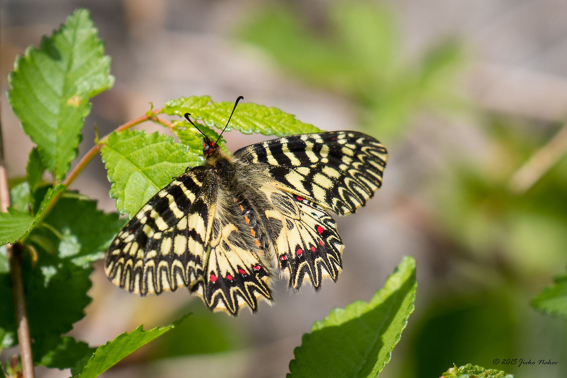 Southern Festoon Butterfly Southern Festoon - Zerynthia polyxena Animalia,Arthropoda,Bulgaria,Emen canyon,Geotagged,Insecta,Lepidoptera,Papilionidae,Southern Festoon,Spring,Swallowtail butterfly,Wildlife,Zerynthia polyxena