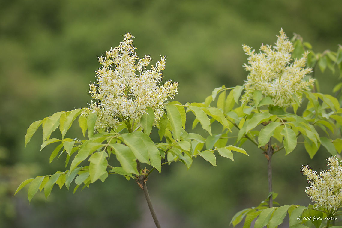 South European flowering ash flower South European flowering ash - Fraxinus ornus Bulgaria,Emen Protected Area,Emen canyon,Eudicot,Europe,Flowering Plant,Fraxinus ornus,Geotagged,Lamiales,Magnoliophyta,Natura 2000,Negovanka river,Oleaceae,Plantae,South European flowering ash tree,Spring,Veliko Tarnovo,Wildlife,manna ash