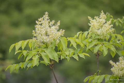 South European flowering ash flower South European flowering ash - Fraxinus ornus Bulgaria,Emen Protected Area,Emen canyon,Eudicot,Europe,Flowering Plant,Fraxinus ornus,Geotagged,Lamiales,Magnoliophyta,Natura 2000,Negovanka river,Oleaceae,Plantae,South European flowering ash tree,Spring,Veliko Tarnovo,Wildlife,manna ash