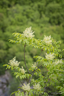 South European flowering ash South European flowering ash - Fraxinus ornus Bulgaria,Emen Protected Area,Emen canyon,Eudicot,Europe,Flowering Plant,Fraxinus ornus,Geotagged,Lamiales,Magnoliophyta,Natura 2000,Negovanka river,Oleaceae,Plantae,South European flowering ash tree,Spring,Veliko Tarnovo,Wildlife,manna ash
