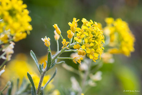 Mountain alison wild flower Mountain alison - Alyssum montanum Alyssum montanum,Aurinia saxatilis,Brassicaceae,Brassicales,Bulgaria,Emen Protected Area,Emen canyon,Eudicot,Europe,Flowering Plant,Geotagged,Magnoliophyta,Mountain alison,Natura 2000,Negovanka river,Plantae,Spring,Veliko Tarnovo,Wildlife