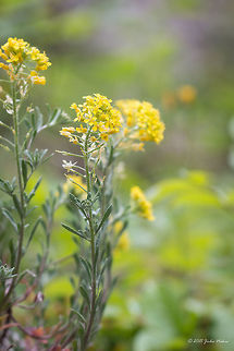 Mountain alison wild flower Mountain alison - Alyssum montanum Alyssum montanum,Aurinia saxatilis,Brassicaceae,Brassicales,Bulgaria,Emen Protected Area,Emen canyon,Eudicot,Europe,Flowering Plant,Geotagged,Magnoliophyta,Mountain alison,Natura 2000,Negovanka river,Plantae,Spring,Veliko Tarnovo,Wildlife