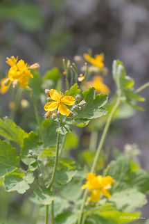 Greater Celandine Wildflower Greater celandine - Chelidonium majus Bulgaria,Chelidonium majus,Emen Protected Area,Emen canyon,Eudicot,Europe,Flowering Plant,Geotagged,Greater celandine,Magnoliophyta,Natura 2000,Negovanka river,Nipplewort,Papaveraceae,Plantae,Ranunculales,Spring,Veliko Tarnovo,Wildlife