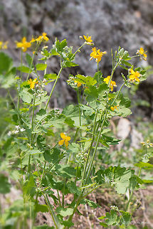 Greater Celandine Wildflower Greater celandine - Chelidonium majus Bulgaria,Chelidonium majus,Emen Protected Area,Emen canyon,Eudicot,Europe,Flowering Plant,Geotagged,Greater celandine,Magnoliophyta,Natura 2000,Negovanka river,Nipplewort,Papaveraceae,Plantae,Ranunculales,Spring,Veliko Tarnovo,Wildlife