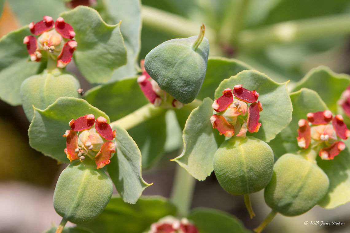 Myrtle spurge Succulent Flower Myrtle spurge - Euphorbia myrsinites Broad-leaved glaucous spurge,Bulgaria,Emen Protected Area,Emen canyon,Eudicot,Euphorbia myrsinites,Euphorbiaceae,Europe,Flowering Plant,Geotagged,Magnoliophyta,Malpighiales,Myrtle spurge,Natura 2000,Negovanka river,Plantae,Spring,Veliko Tarnovo,Wildlife