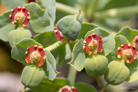Myrtle spurge Succulent Flower Myrtle spurge - Euphorbia myrsinites Broad-leaved glaucous spurge,Bulgaria,Emen Protected Area,Emen canyon,Eudicot,Euphorbia myrsinites,Euphorbiaceae,Europe,Flowering Plant,Geotagged,Magnoliophyta,Malpighiales,Myrtle spurge,Natura 2000,Negovanka river,Plantae,Spring,Veliko Tarnovo,Wildlife