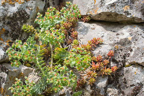 Myrtle spurge Succulent Flower Myrtle spurge - Euphorbia myrsinites Broad-leaved glaucous spurge,Bulgaria,Emen Protected Area,Emen canyon,Eudicot,Euphorbia myrsinites,Euphorbiaceae,Europe,Flowering Plant,Geotagged,Magnoliophyta,Malpighiales,Myrtle spurge,Natura 2000,Negovanka river,Plantae,Spring,Veliko Tarnovo,Wildlife