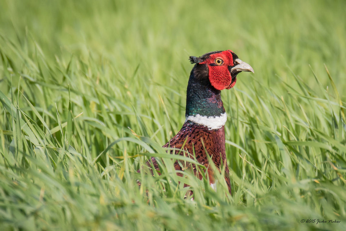 Common Pheasant male Common pheasant - Phasianus colchicus Animalia,Aves,Bird,Bulgaria,Chordata,Common Pheasant,Common pheasant,Emen Protected Area,Emen canyon,Europe,Galliformes,Gamefowl,Geotagged,Natura 2000,Negovanka river,Phasianidae,Phasianus colchicus,Spring,Veliko Tarnovo,Wildlife