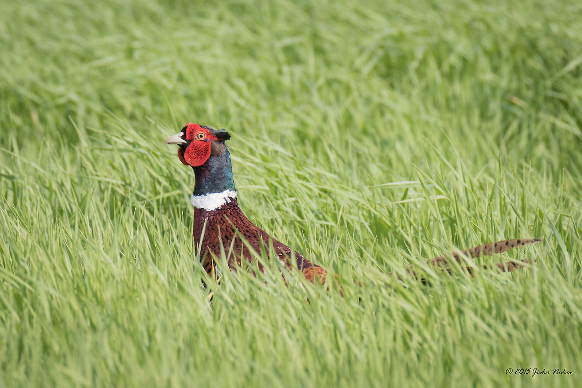 Common Pheasant male Common pheasant - Phasianus colchicus Animalia,Aves,Bird,Bulgaria,Chordata,Common Pheasant,Common pheasant,Emen Protected Area,Emen canyon,Europe,Galliformes,Gamefowl,Geotagged,Natura 2000,Negovanka river,Phasianidae,Phasianus colchicus,Spring,Veliko Tarnovo,Wildlife