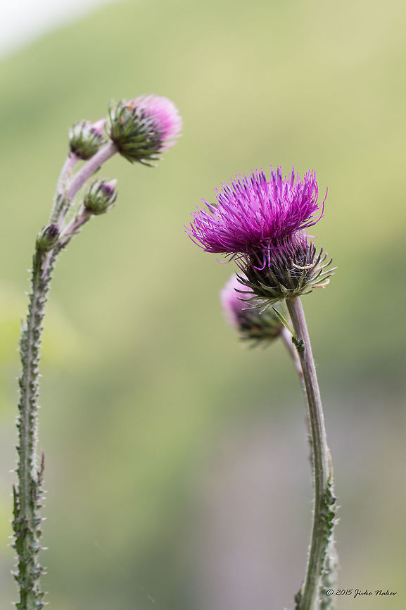 Welted thistle Welted thistle - Carduus acanthoides Asteraceae,Asterales,Bulgaria,Carduus acanthoides,Emen Protected Area,Emen canyon,Eudicot,Europe,Flowering Plant,Geotagged,Magnoliophyta,Natura 2000,Negovanka river,Plantae,Spiny plumeless thistle,Spring,Veliko Tarnovo,Welted thistle,Wildlife