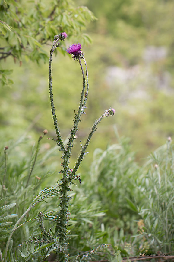 Welted thistle Welted thistle - Carduus acanthoides Asteraceae,Asterales,Bulgaria,Carduus acanthoides,Emen Protected Area,Emen canyon,Eudicot,Europe,Flowering Plant,Geotagged,Magnoliophyta,Natura 2000,Negovanka river,Plantae,Spiny plumeless thistle,Spring,Veliko Tarnovo,Welted thistle,Wildlife