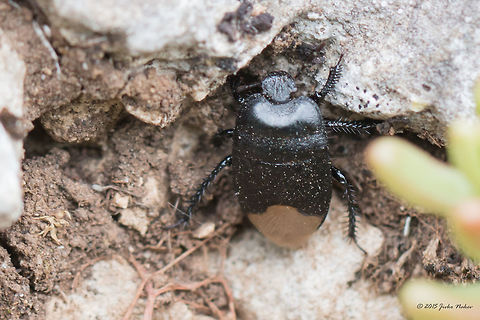 Black burrowing bug Black burrowing bug - Cydnus aterrimus Animalia,Arthropoda,Black burrowing bug,Bulgaria,Cydnidae,Cydnus aterrimus,Emen Protected Area,Emen canyon,Europe,Geotagged,Hemiptera,Insecta,Natura 2000,Negovanka river,Spring,Veliko Tarnovo,Wildlife